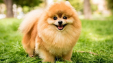Köpekler Hakkında