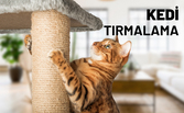 Kedi Tırmalamaları
