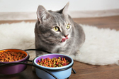 cat eating dry food