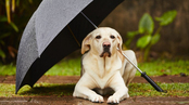 Köpeğinizle yürüyüş