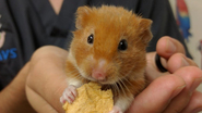 Hamsterlar Hakkında