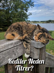 Kediler Neden Titrer?
