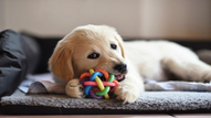 büyük ırk yavru köpek
