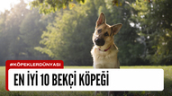 En İyi 10 Bekçi Köpeği