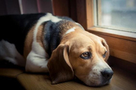 Köpeklerde Kanlı İshal