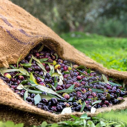 Taze Ham Siyah Zeytin 2023-2024 Mahsülü L Boy