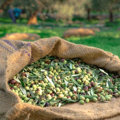 Taze Ham Yeşil Zeytin 2023-2024 Mahsülü L Boy