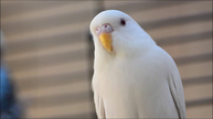 albino muhabbet kuşu