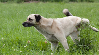 Köpeklerde Kanlı İdrar