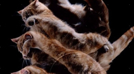 Kedi yüksekten düşme