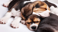 orta ırk yavru köpekler