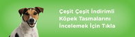 köpek mantar hastalığı