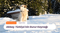 Irkları Tanıyalım: Akbaş