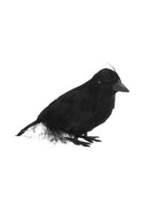Dekoratif Siyah Kuzgun 18 cm Halloween Cadılar Bayramı Parti Dekoru