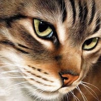 Kedi Yakın Çekim Kanvas Bez Çerçevesiz Sayılarla Boyama Hobi Seti 40x50 cm
