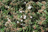 Abelia Confetti conti Beyaz Alacalı Abelya Güzellik Çalısı fidanı
