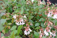Abelia grandiflora Abelya Güzellik Çalısı fidanı