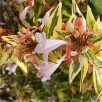 Abelia grandiflora Francis mason Güzellik Çalısı fidanı