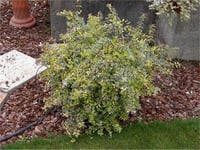 Abelia grandiflora Hopleys cov Güzellik Çalısı fidanı
