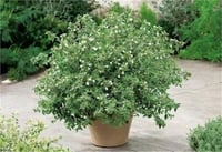 Abelia grandiflora Lucky lots Güzellik Çalısı fidanı