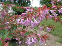 Abelia grandiflora Pink pong Güzellik çalısı fidan