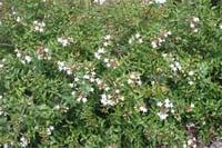 Abelia grandiflora Prostrata Güzellik Çalısı fidanı