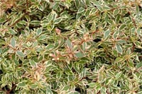 Abelia grandiflora Prostrata variegata Güzellik Çalısı fidanı