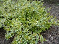 Abelia grandiflora Radiance Güzellik Çalısı fidanı