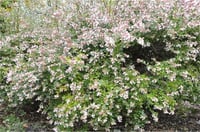 Abelia grandiflora Sherwoodii Güzellik Çalısı fidanı