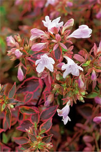 Abelia grandiflora Sunshine daydream Güzellik Çalısı fidanı