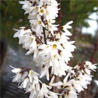 Abeliophyllum distichum Beyaz Hor Çiçeği fidanı