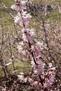 Abeliophyllum distichum Roseum Hor Çiçeği fidanı
