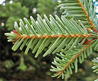 Abies alba Beyaz Göknar fidanı