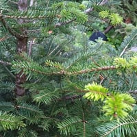 Abies alba (pectinata) pendula sarkık dallı beyaz göknar fidanı