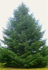 Abies bornmulleriana Göknar Uludağ göknarı fidanı