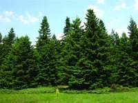 Abies cilicica Toros Göknar fidanı