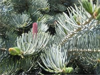 Abies concolor Aşılı Mavi Göknar fidanı