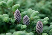 Abies fraseri fidanı Fraser Göknar fidanı