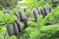 Abies koreana Kore Göknarı fidanı