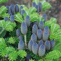 Abies koreana Kore Göknarı fidanı