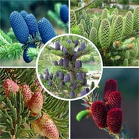 Abies koreana Kore Göknarı fidanı
