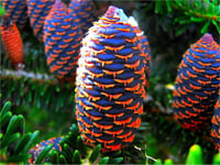 Abies koreana Kore Göknarı fidanı