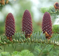 Abies koreana Kore Göknarı fidanı