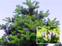 Abies koreana Kore Göknarı fidanı