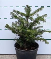 Abies koreana Kore Göknarı fidanı