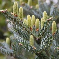 Abies koreana Silberlocke Kore Göknarı fidanı