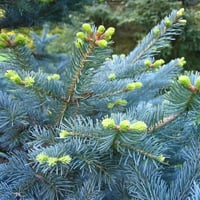 Abies lasiocarpa arizonica Mantar Kabuklu Mavi Göknar fidanı