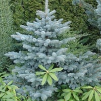 Abies lasiocarpa compacta Bodur Mantar Kabuklu Mavi Göknar fidanı