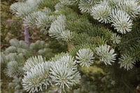 Abies lasiocarpa Mantar Kabuklu Mavi Göknar fidanı - 20-40 cm
