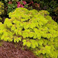 Abies nordmanniana Golden Spreader Göknar fidanı